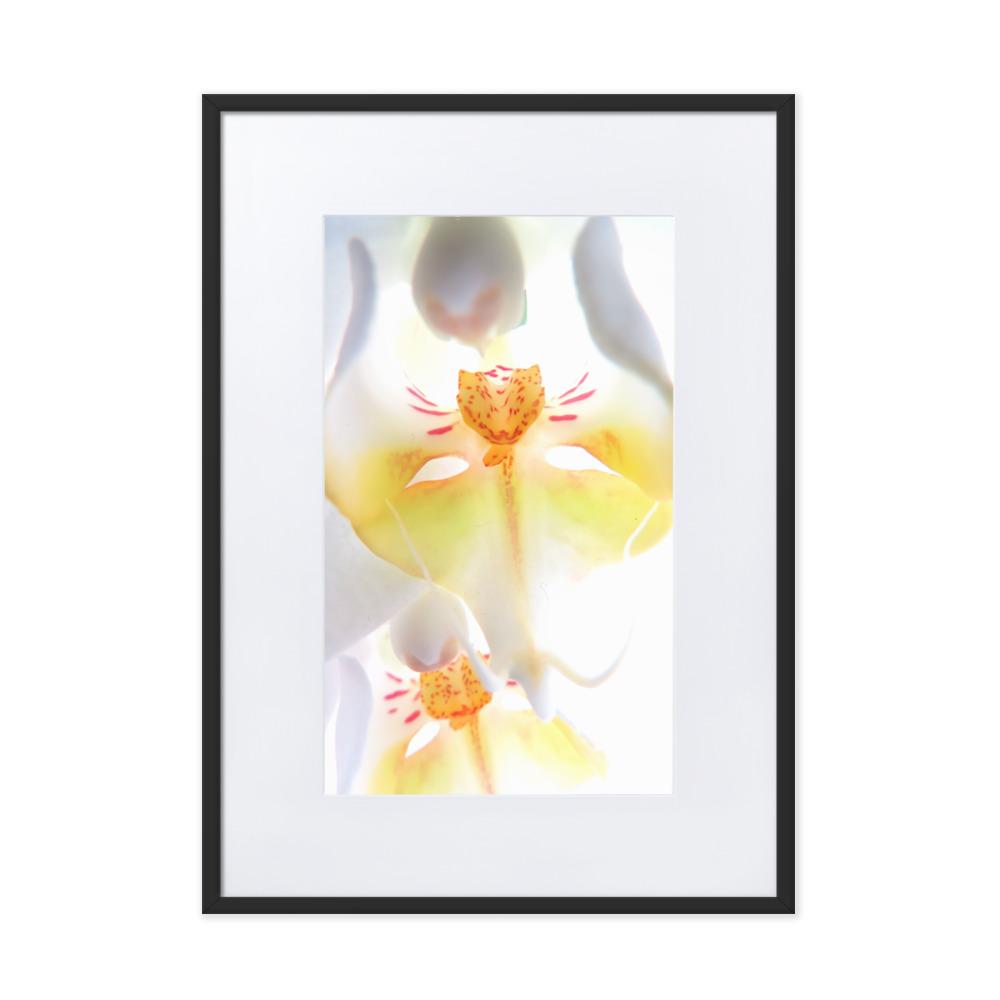 Yellow Orchid - Poster im Rahmen mit Passepartout Kuratoren von artlia schwarz / 50×70 cm artlia